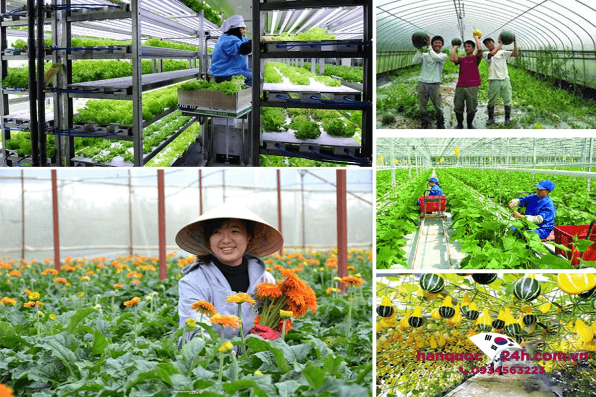 visa-e8-han-quoc-linh-vuc-nong-nghiep