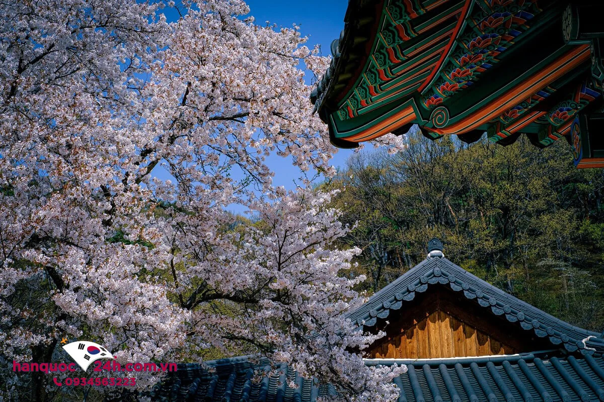 du-lich-han-quoc-thang-3